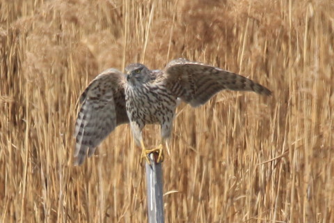 トリミング 2017/3月 SIGMA150-600C+7D2 焦点距離600mm F8 ss1/1250 ISO400 Case3