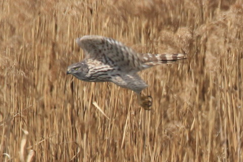 トリミング 2017/3月 SIGMA150-600C+7D2 焦点距離600mm F8 ss1/1250 ISO400 Case3