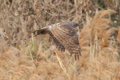 トリミング 2017/3月 SIGMA150-600C+7D2 焦点距離600mm F8 ss1/1250 ISO500 Case3