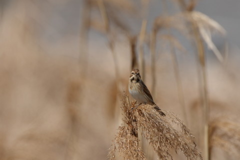 2017/3月 SIGMA150-600C+7D2 焦点距離600mm F8 ss1/1250 ISO320