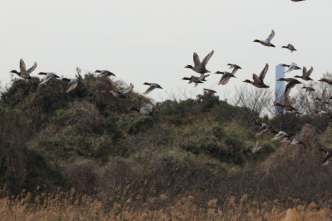 2017/3月 SIGMA150-600C+7D2 焦点距離150mm F8 ss1/1250 ISO500 Case2