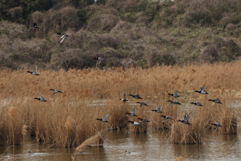 2017/3月 SIGMA150-600C+7D2 焦点距離157mm F8 ss1/1250 ISO500 Case2