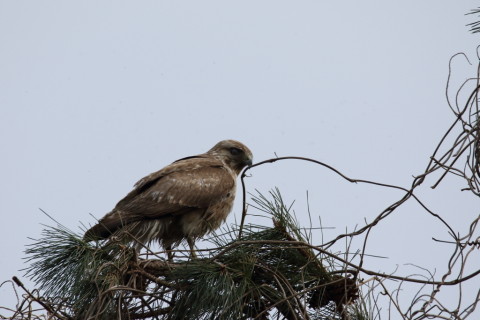 2017/3月 SIGMA150-600C+7D2 焦点距離600mm F8 ss1/800 ISO200