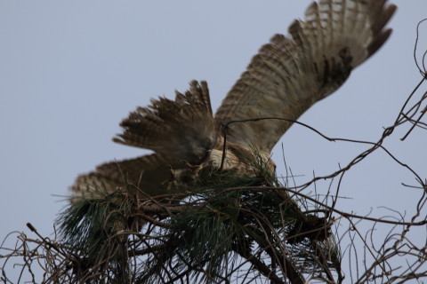 2017/3月 SIGMA150-600C+7D2 焦点距離600mm F8 ss1/800 ISO250 Case3