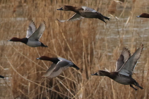 トリミング 2017/3月 SIGMA150-600C+7D2 焦点距離157mm F8 ss1/1250 ISO500 Case2