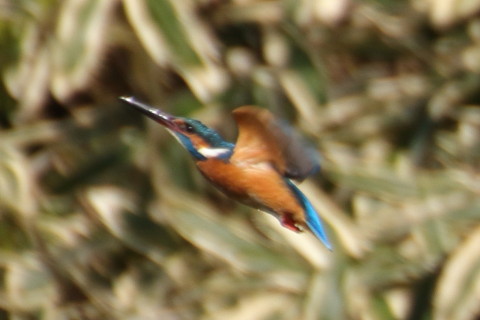 トリミング 2017/3月 TAMRONsp70-300+7D2 焦点距離300mm F5.6 ss1/1000 ISO250 Case3