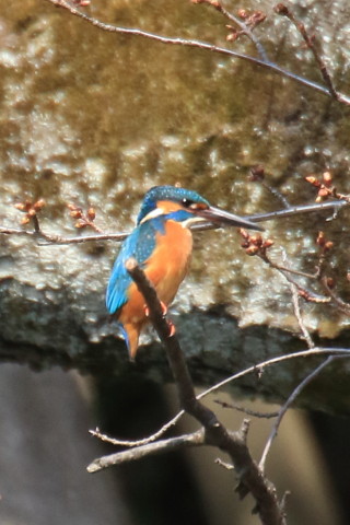 トリミング 2017/3月 TAMRONsp70-300+7D2 焦点距離300mm F8 ss1/1000 ISO1000