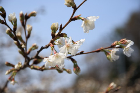 2017/4月 SIGMA17-70+7D2 焦点距離70mm F4 ss1/1250 ISO100