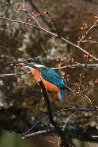 トリミング 2017/3月 TAMRONsp70-300+7D2 焦点距離300mm F8 ss1/1000 ISO500