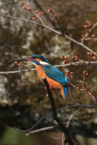 トリミング 2017/3月 TAMRONsp70-300+7D2 焦点距離300mm F8 ss1/1000 ISO500
