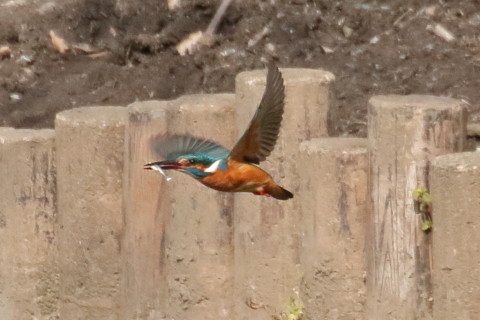 トリミング 2017/3月 TAMRONsp70-300+7D2 焦点距離300mm F8 ss1/2000 ISO1600 Case3