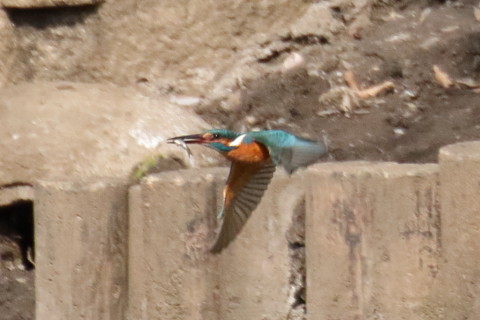 トリミング 2017/3月 TAMRONsp70-300+7D2 焦点距離300mm F8 ss1/2000 ISO1600 Case3