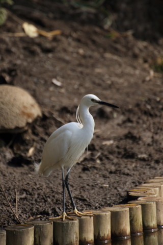 2017/3月 TAMRONsp70-300+7D2 焦点距離300mm F5.6 ss1/320 ISO100
