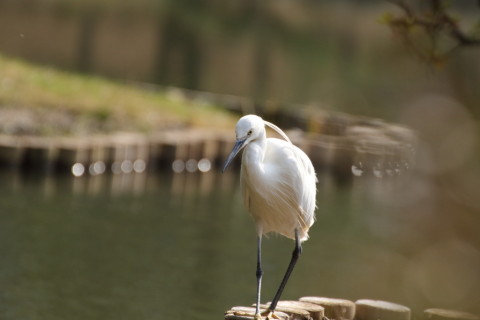 2017/3月 TAMRONsp70-300+7D2 焦点距離300mm F7.1 ss1/1250 ISO800