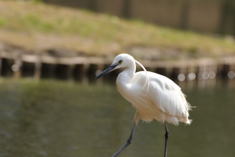 2017/3月 TAMRONsp70-300+7D2 焦点距離300mm F8 ss1/1250 ISO1000 