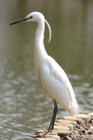 2017/3月 TAMRONsp70-300+7D2 焦点距離191mm F5.6 ss1/1250 ISO800