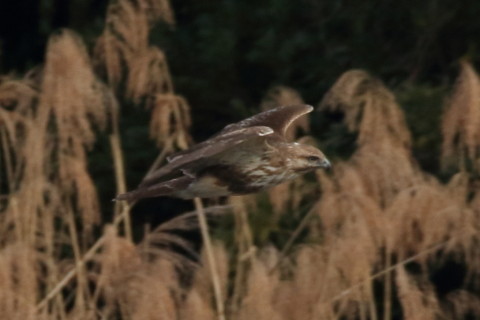トリミング 2017/4月 SIGMA150-600C+7D2 焦点距離600mm F8 ss1/1250 ISO500 Case3