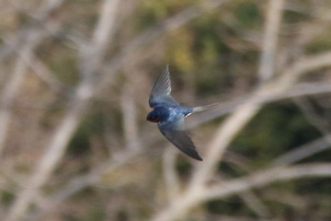 トリミング 2017/4月 SIGMA150-600C+7D2 焦点距離600mm F8 ss1/1250 ISO1000 Case3