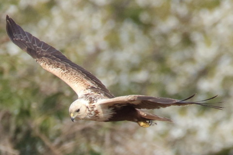 トリミング 2017/4月 SIGMA150-600C+7D2 焦点距離600mm F8 ss1/1000 ISO640 Case3