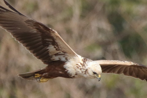 トリミング 2017/4月 SIGMA150-600C+7D2 焦点距離600mm F8 ss1/1000 ISO640 Case3