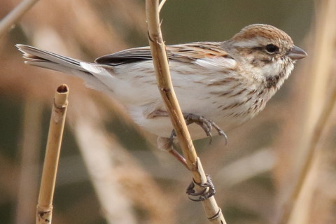 トリミング 2017/4月 SIGMA150-600C+7D2 焦点距離600mm F8 ss1/1000 ISO1000