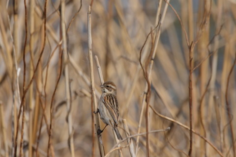 2017/4月 SIGMA150-600C+7D2 焦点距離600mm F8 ss1/800 ISO250