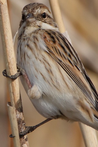 トリミング 2017/4月 SIGMA150-600C+7D2 焦点距離600mm F8 ss1/800 ISO250