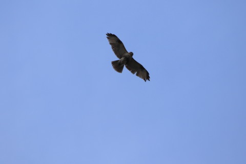 2017/4月 SIGMA150-600C+7D2 焦点距離600mm F8 ss1/1250 ISO250 Case3