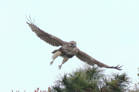トリミング 2017/4月 SIGMA150-600C+7D2 焦点距離600mm F8 ss1/1250 ISO1250 Case3