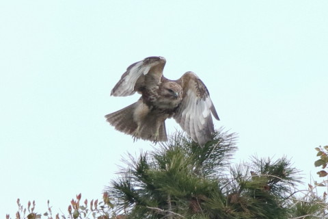 トリミング 2017/4月 SIGMA150-600C+7D2 焦点距離600mm F8 ss1/1250 ISO1250 Case3