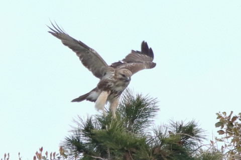 トリミング 2017/4月 SIGMA150-600C+7D2 焦点距離600mm F8 ss1/1250 ISO1250 Case3