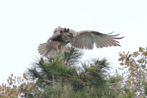 トリミング 2017/4月 SIGMA150-600C+7D2 焦点距離600mm F8 ss1/1250 ISO1250 Case3