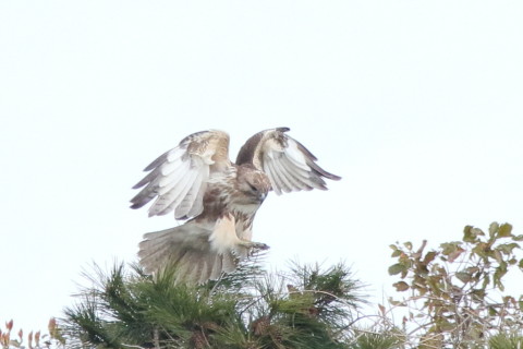 トリミング 2017/4月 SIGMA150-600C+7D2 焦点距離600mm F8 ss1/1250 ISO1250 Case3