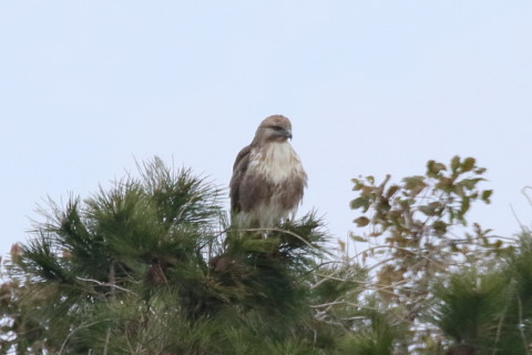 トリミング 2017/4月 SIGMA150-600C+7D2 焦点距離600mm F8 ss1/2000 ISO1250