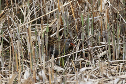 2017/4月 SIGMA150-600C+7D2 焦点距離600mm F8 ss1/1600 ISO1000
