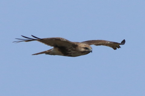 トリミング 2017/4月 SIGMA150-600C+7D2 焦点距離600mm F8 ss1/1600 ISO320 Case3