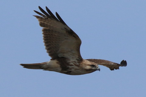 トリミング 2017/4月 SIGMA150-600C+7D2 焦点距離600mm F8 ss1/1600 ISO320 Case3