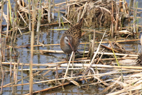 2017/4月 SIGMA150-600C+7D2 焦点距離600mm F8 ss1/1600 ISO1000