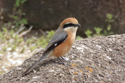 トリミング 2017/4月 SIGMA150-600C+7D2 焦点距離600mm F8 ss1/500 ISO500