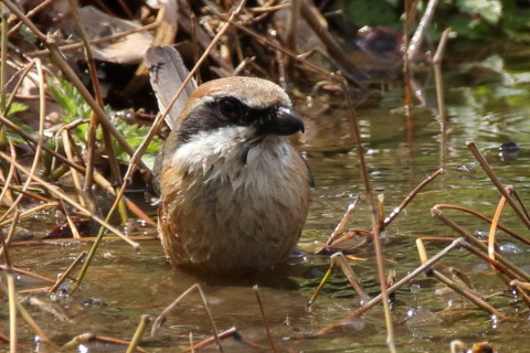 トリミング 2017/4月 SIGMA150-600C+7D2 焦点距離600mm F8 ss1/640 ISO640