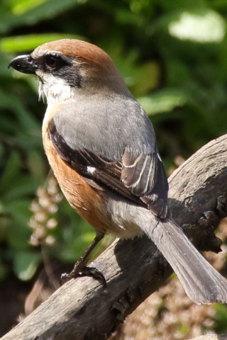 トリミング 2017/4月 SIGMA150-600C+7D2 焦点距離600mm F8 ss1/640 ISO500
