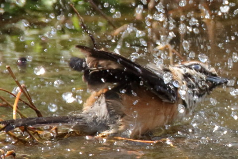 トリミング 2017/4月 SIGMA150-600C+7D2 焦点距離600mm F8 ss1/1000 ISO1000 Case3