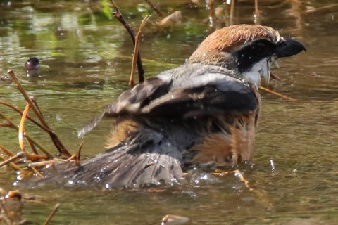 トリミング 2017/4月 SIGMA150-600C+7D2 焦点距離600mm F8 ss1/1000 ISO1000