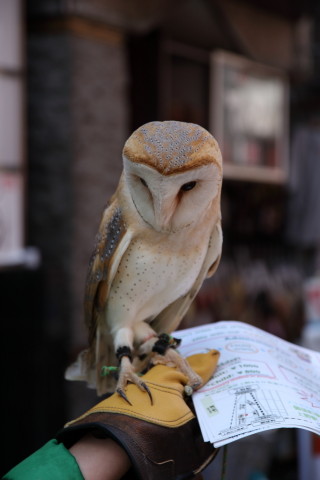 2017/4月 SIGMA17-70+7D2 焦点距離70mm F4 ss1/250 ISO100