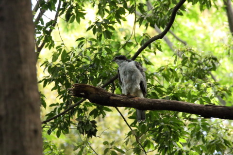 2017/5月 SIGMA150-600C+7D2 焦点距離600mm F8 ss1/500 ISO3200