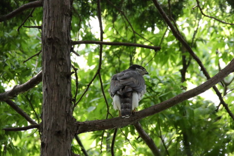 2017/5月 SIGMA150-600C+7D2 焦点距離600mm F8 ss1/500 ISO2500