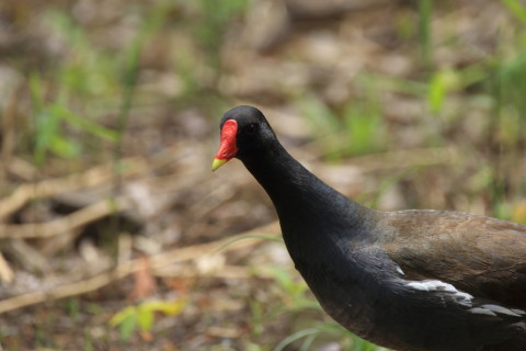 2017/5月 SIGMA150-600C+7D2 焦点距離484mm F8 ss1/125 ISO100