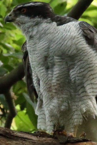 トリミング 2017/5月 SIGMA150-600C+7D2 焦点距離600mm F8 ss1/500 ISO3200