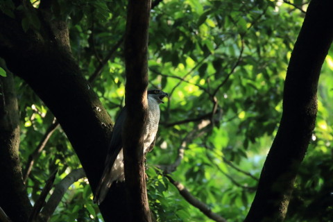 2017/5月 SIGMA150-600C+7D2 焦点距離600mm F6.3 ss1/500 ISO3200