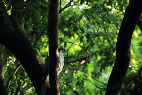 2017/5月 SIGMA150-600C+7D2 焦点距離600mm F6.3 ss1/500 ISO3200